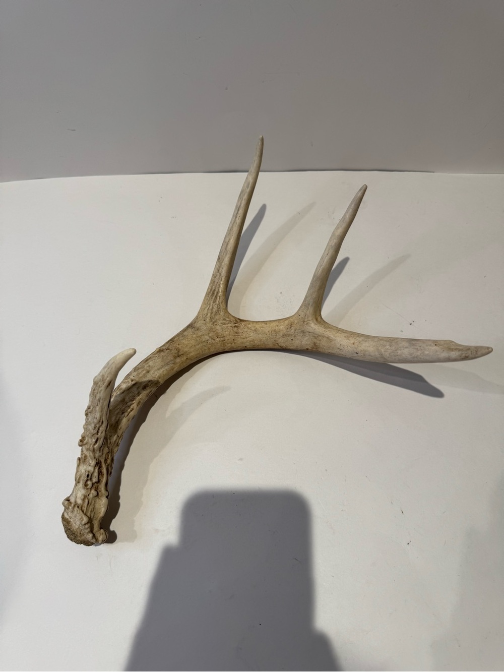 Real Natural Deer Antler Shed | Rustic Cabin & Farmhouse Decor Accent - Picture 5 of 6